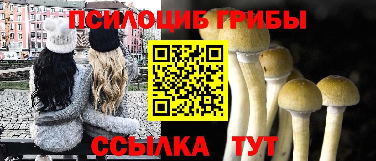 дарнет шоп  Вход с VPN  Асино  Псилоцибиновые грибы мухоморы  Псилоцибиновые грибы мицелий 